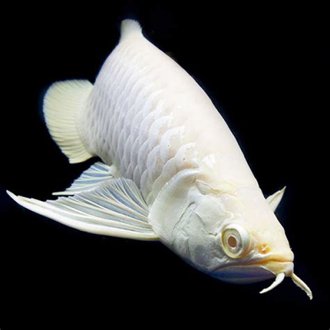 Buy Albino Silver Arowana Fish 5 7 Inch Online Exotic