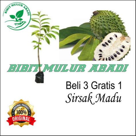 Jual Bibit Pohon Sirsak Madu Super Buah Dan Daun Kaya Manfaat Herbal