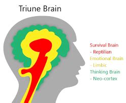 The Triune Brain - IELTS reading practice test