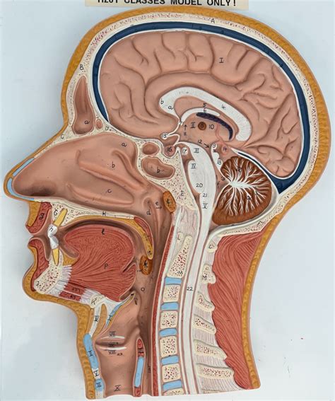 Sagittal Section Brain And Spinal Cord Diagram Quizlet