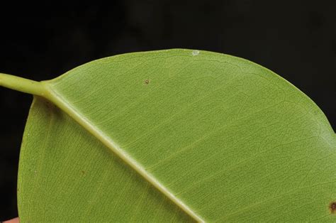 Ficus Microcarpa Moraceae Image 123214 At PhytoImages Siu Edu