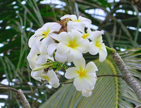 Jasmim Do Caribe Fotos Como Cultivar Plumeria Pudica