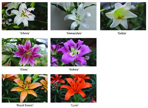 Seven Varieties Of Lily Download Scientific Diagram