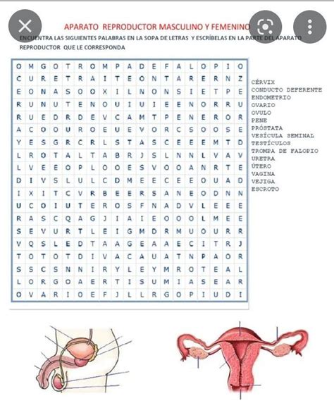 Sopa De Letras De El Aparato Reproductor Masculino Y Rainy Weathers