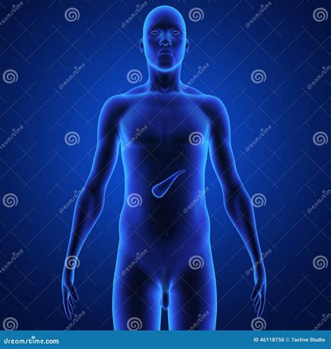 Glandular System Typography Vector Word Cloud. | CartoonDealer.com