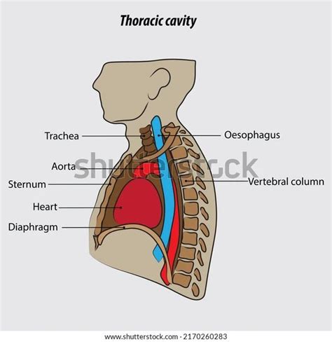 Thoracic Cavity Illustration Drawing Labeled Diagram In Thoracic