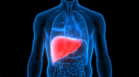importance   healthy liver