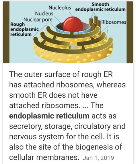 Endoplasmic Reticulum Structure