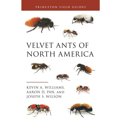 Velvet Ants Of North America Veldshop Nl