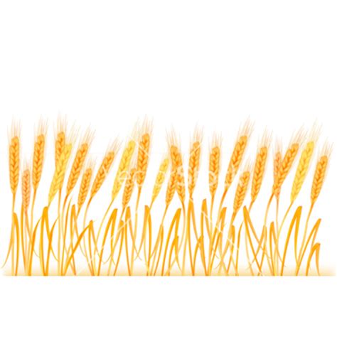 Download High Quality wheat clipart border Transparent PNG Images - Art ...