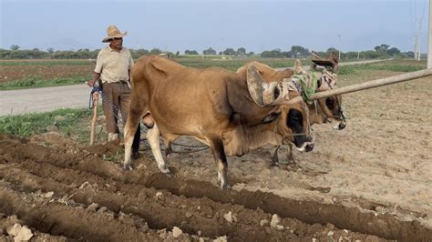 Yunta De Toros Arando La Tierra Youtube