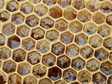 Honeycomb Closeup Photo Honeycomb Bees Hexagons Comb Honeycombed Insect Hexagon Pattern