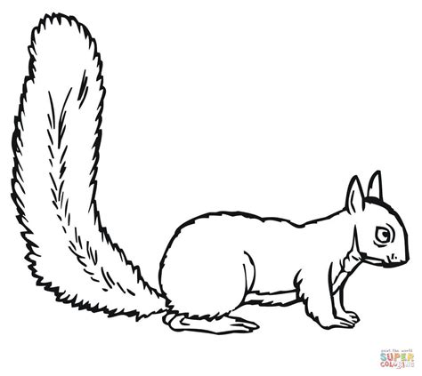 Squirrels Realistic Coloring Pages