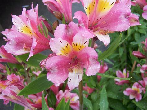 The 2 Minute Gardener Photo Peruvian Lily Alstroemeria Sp