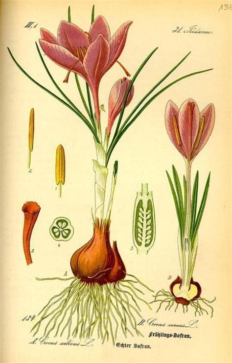 Crocus Sativus Alchetron The Free Social Encyclopedia