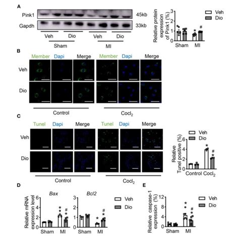 Dioscin Alleviates The Mitochondrial Injury By Cocl2 In H9c2 Cells