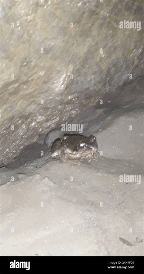 european common frog rana temporaria amphibia stock photo alamy