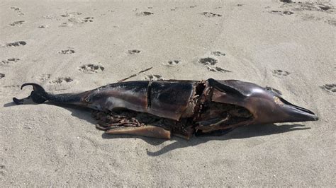 Aparece Un Delf N Muerto En La Playa De Sab N