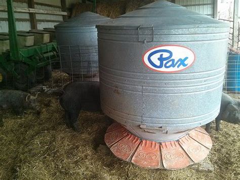 Pax Hog Feeders Pig Feeder Pig Berkshire Pigs