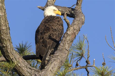 Bald Eagles From Blackwater NWR | photoartflight