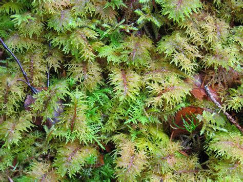 Stairstep Moss Bryophyta Mosses Of Vancouver Island Inaturalist