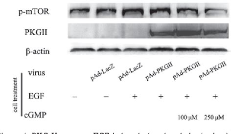 Figure From Type Ii Cgmp Dependent Protein Kinase Inhibits Epidermal