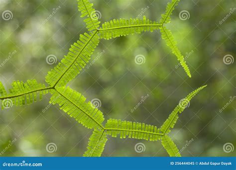 Part Of The Fern Leaf Stock Image Image Of Time Borneo 256444045