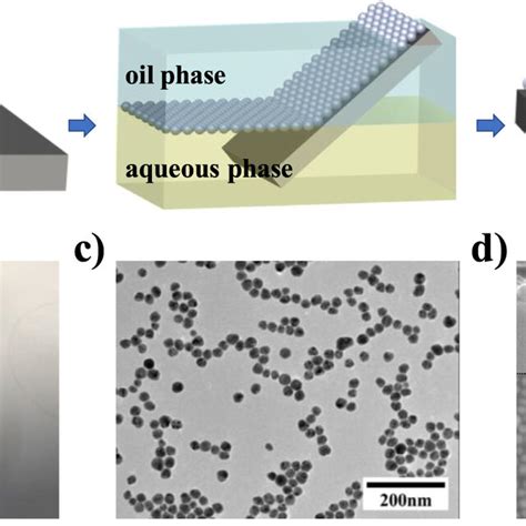 A Schematic Diagram Of Self Assembled Monolayer AgNPs Transferred To