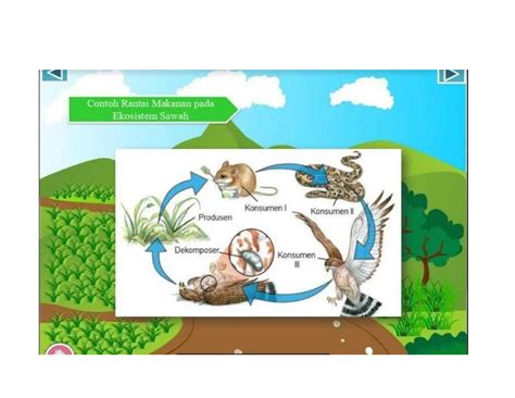 Rantai Makanan Pada Ekosistem Sawah 13