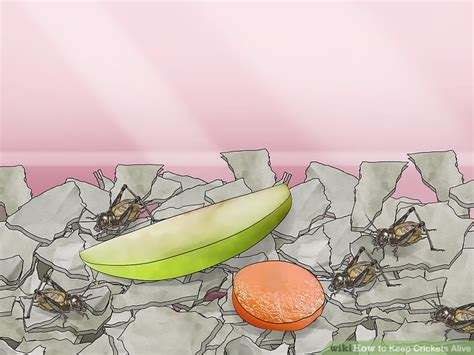 How to Keep Crickets Alive: 9 Steps (with Pictures) - wikiHow
