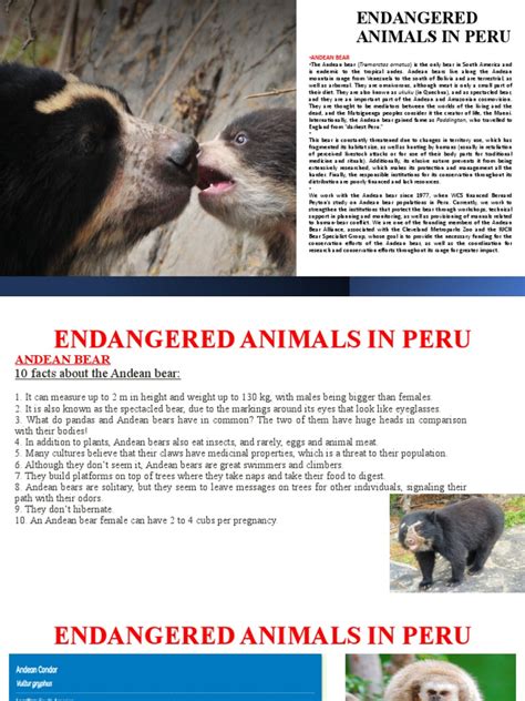 Endangered Animals in Peru | PDF | Bears | Andes