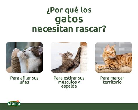 Por qué los gatos rascan y cómo elegir su rascador ideal