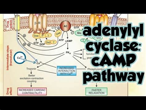 Adenylyl Cyclase Camp Pathway Gs And Gi Protein Coupled Receptor