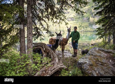 Welcome To The Weird And Wonderful World Of Llamas Llama Trekking Is