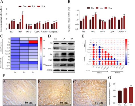 Effect Of Ato On Apoptosis Associated Protein And Gene Expression