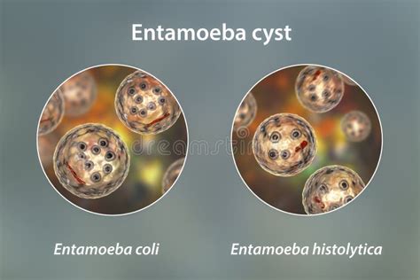 Entamoeba Histolytica Protozoan Stock Illustrations 196 Entamoeba Histolytica Protozoan Stock