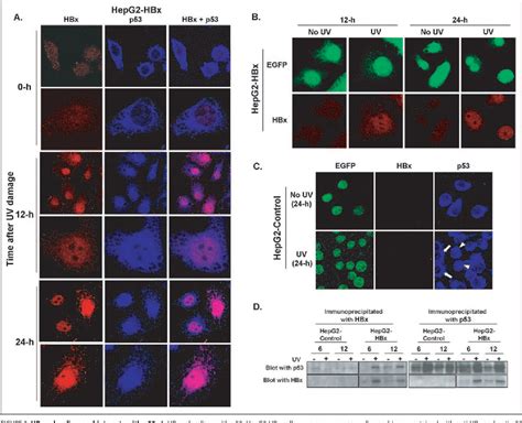 Figure 3 From The Hepatitis B Virus X Protein Sensitizes Hepg2 Cells To