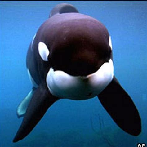 Keiko The Whale That Played Free Willy Ocean And Its Creatures