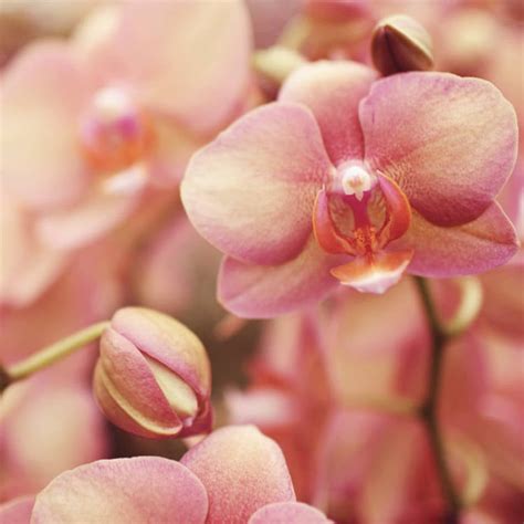 Where to Find Orchids Near You