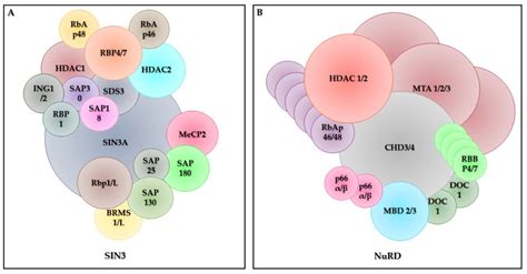 Structure Of Class I Hdac Co Repressor Complexes Hdac And Hdac Are