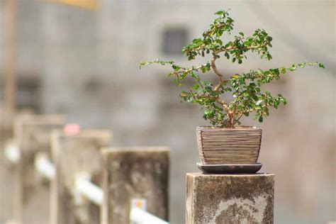 Sculpting Your Dwarf Jade Bonsai Wiring Techniques