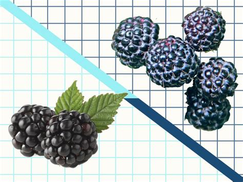 Black Raspberries Vs Blackberries The Difference Between These Summer Fruits