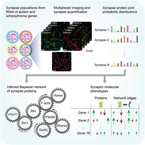 A Synaptic Molecular Dependency Network In Knockdown Of Autism And