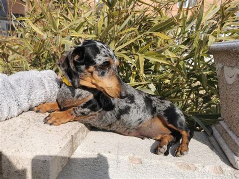 Chien Teckel Poil Ras Pacotille De La Clairiere Aux Cerfs