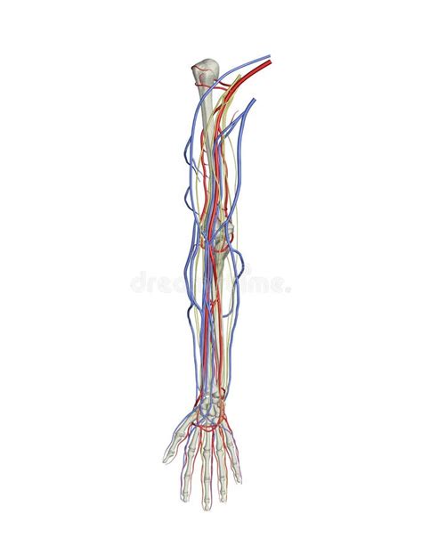 Arm Arteries Veins Nerves Stock Illustration Illustration Of Bones 3035979