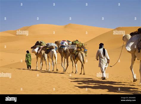 Camel caravan, Libyan desert, Libya, Sahara, Dromedary (Camelus ...