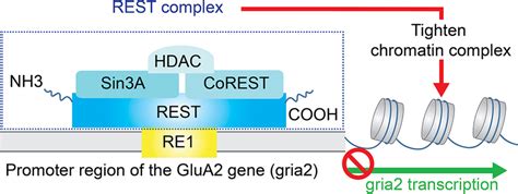 Repression Of GluA2 Transcription The Gene Silencing Transcription