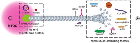 Composition And Function Of Microtubule Associated Proteins Download