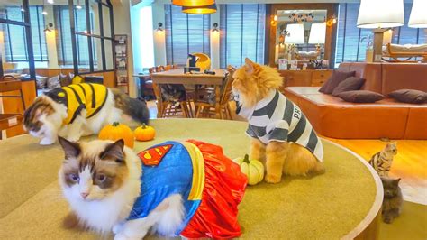 Happy Halloween From A Cat Café In Japan🐈 Cat Café Mocha Lounge