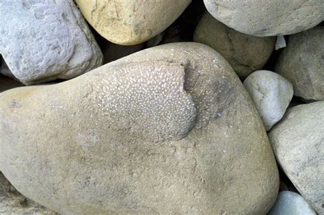 Coral in limestone – UK Fossil Collecting